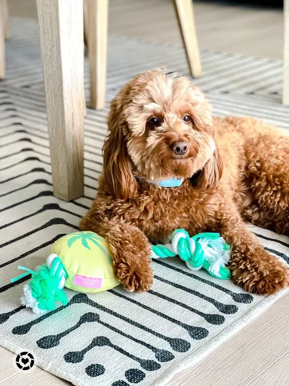 dog sitting on rug with toy