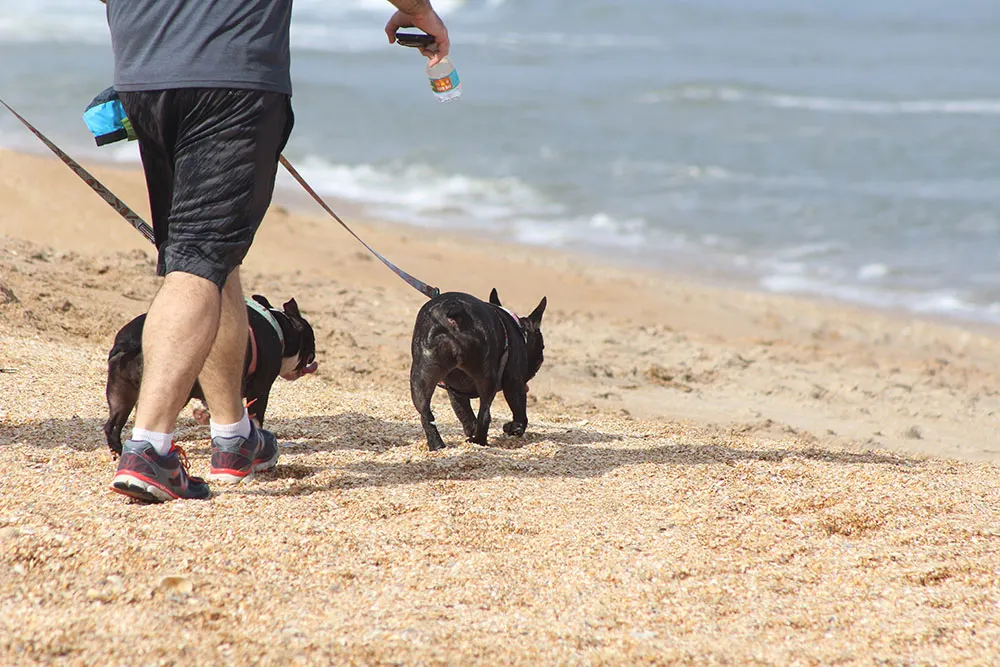 Dogs and ocean hazards