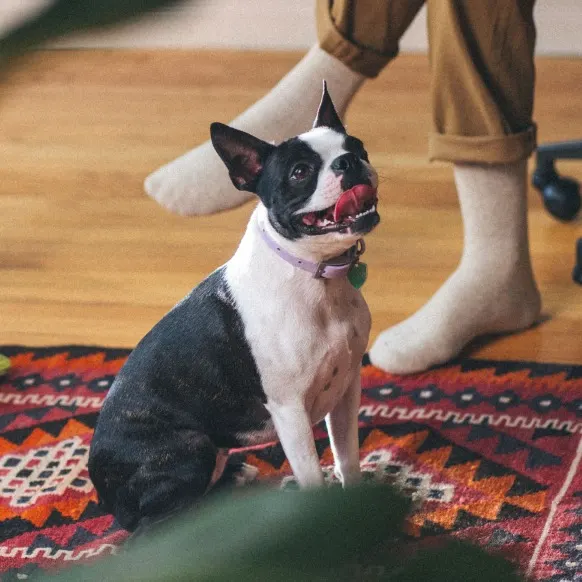 Dog on a carpet 