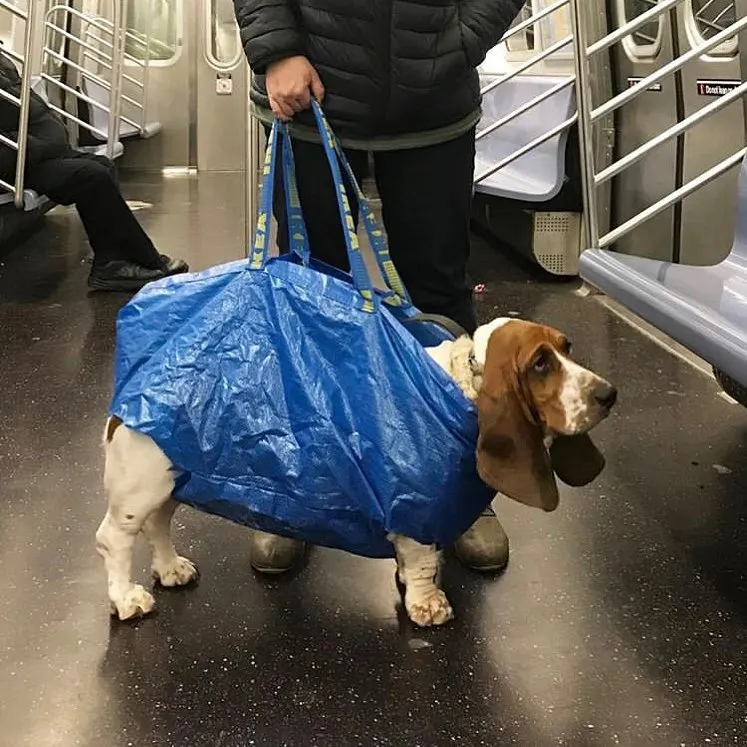 Riding Public Transit With Your Pet: A Guide for Traveling Tails