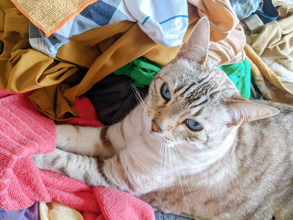 Cat relaxing in pile of clothes