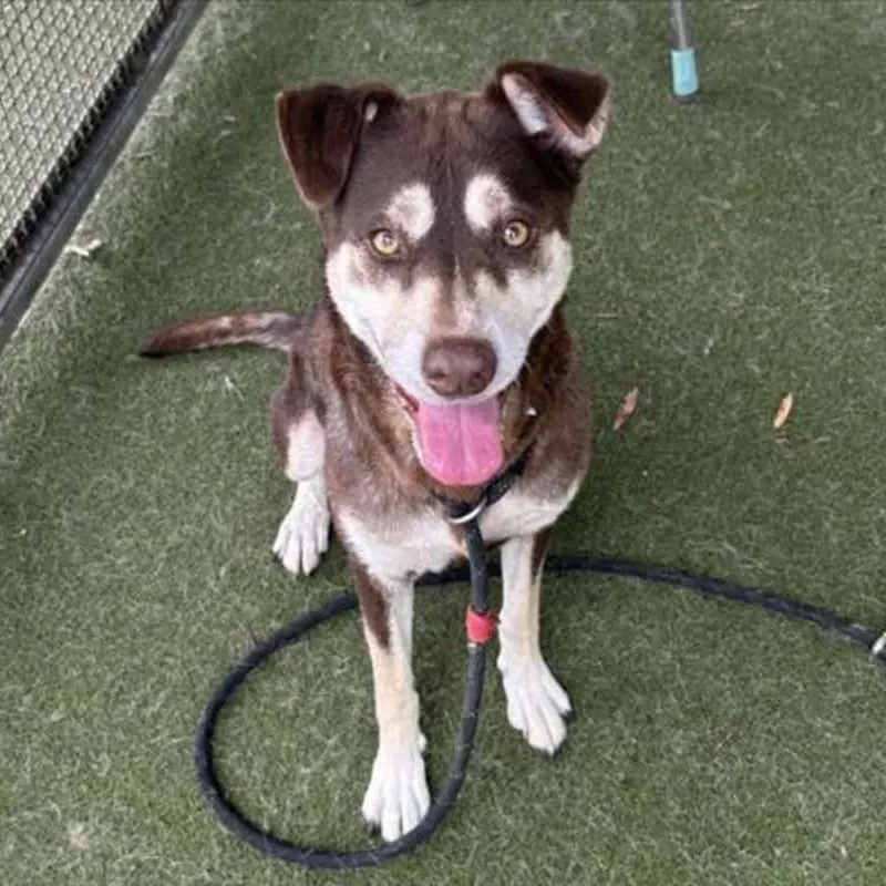 senior dog looks up at camera