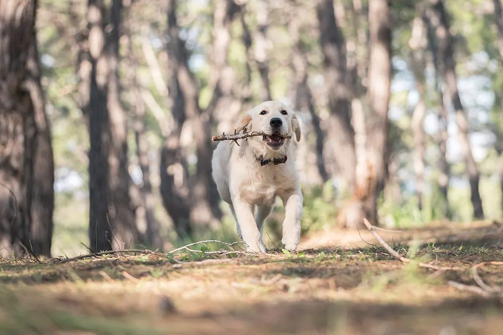 Lyme disease infecting more dogs