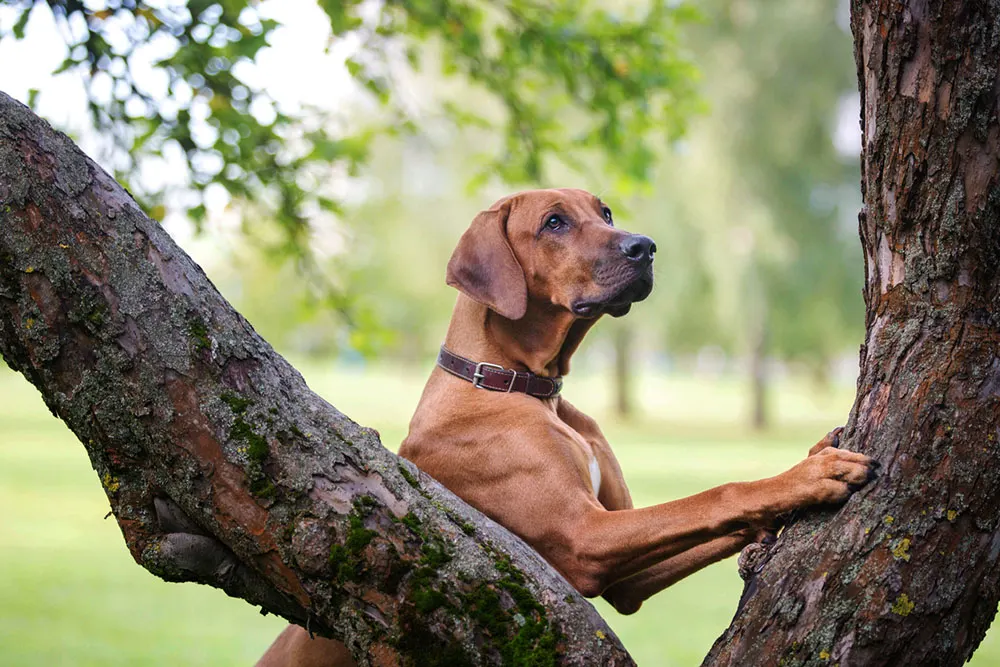 Are Cicadas a Safe Snack for Pets?