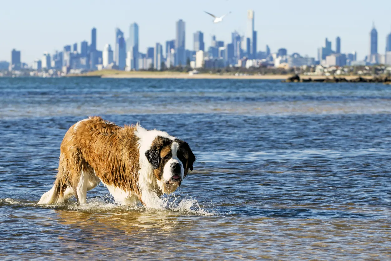 large dog walking in water in Melbourne, Australia