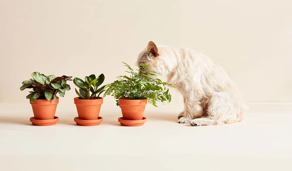 Our Top 10 Favorite Pet-Safe Indoor Plants from Bloomscape