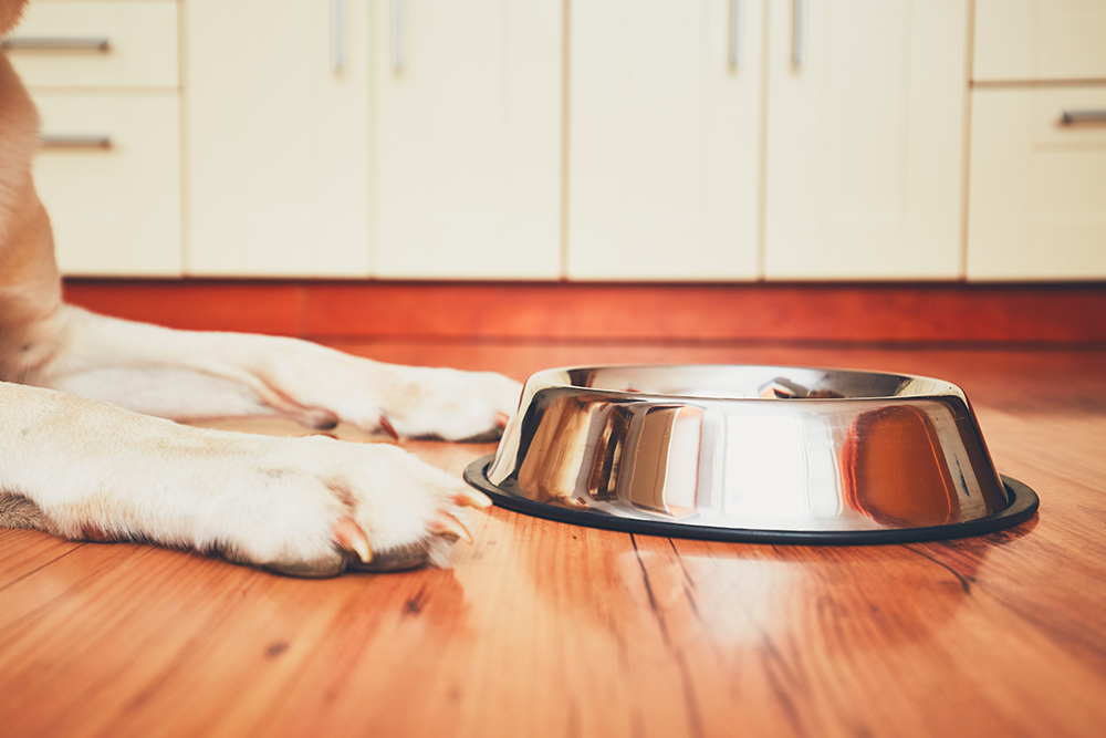 Hidden dangers of raw pet food diets