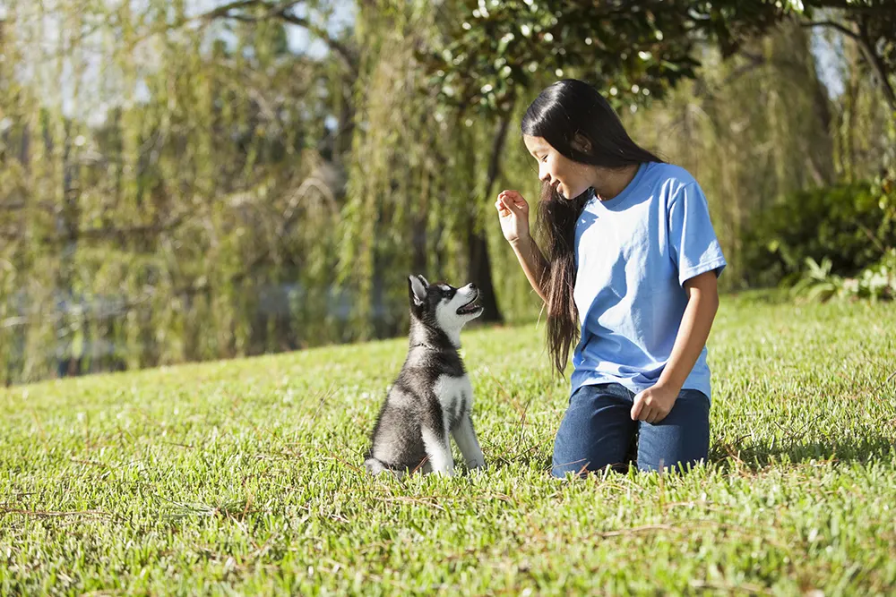5 basic puppy commands