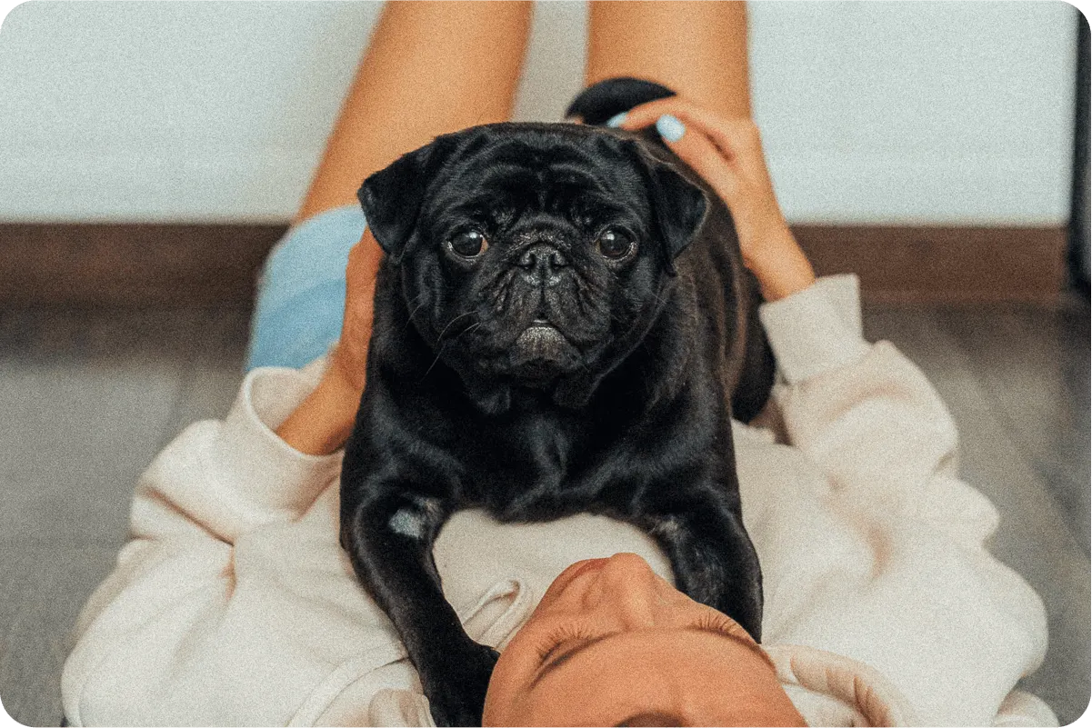 pug laying on top of woman's stomach