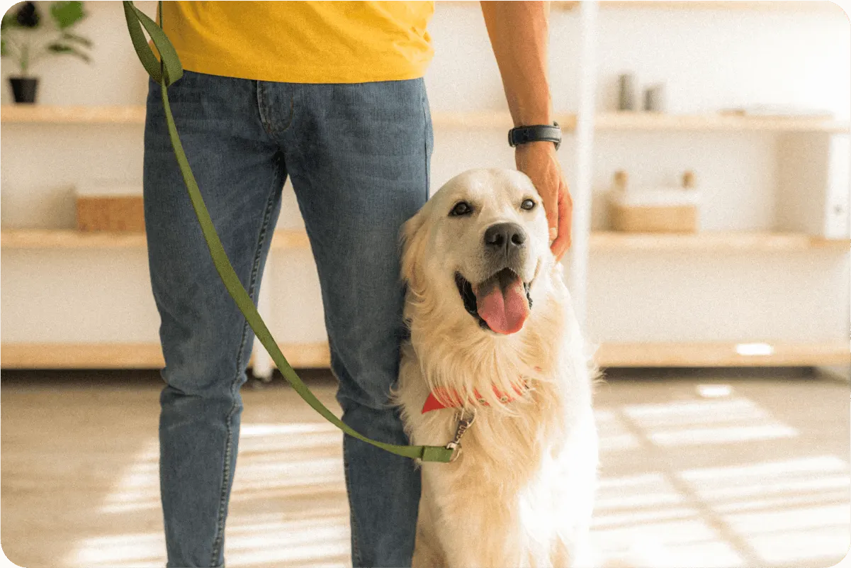 golden retriever leans against man