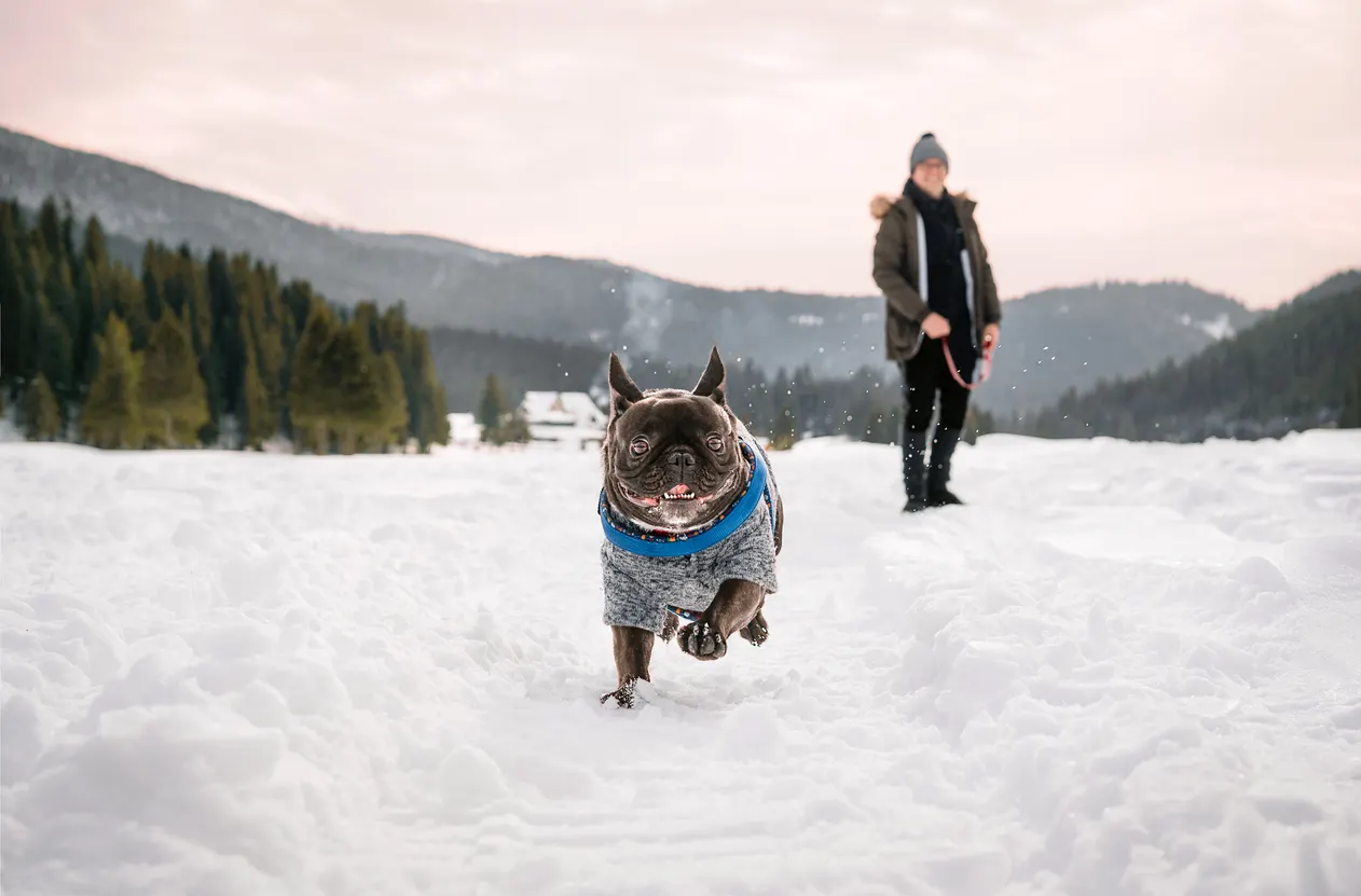 Frenchie running in snow