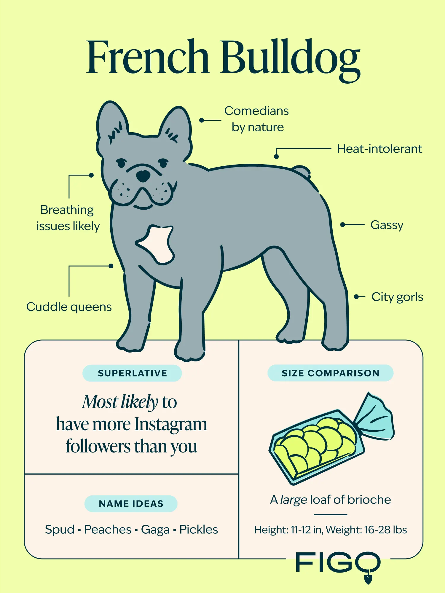 French Bulldogs: The Good, the Bad, the Ugly