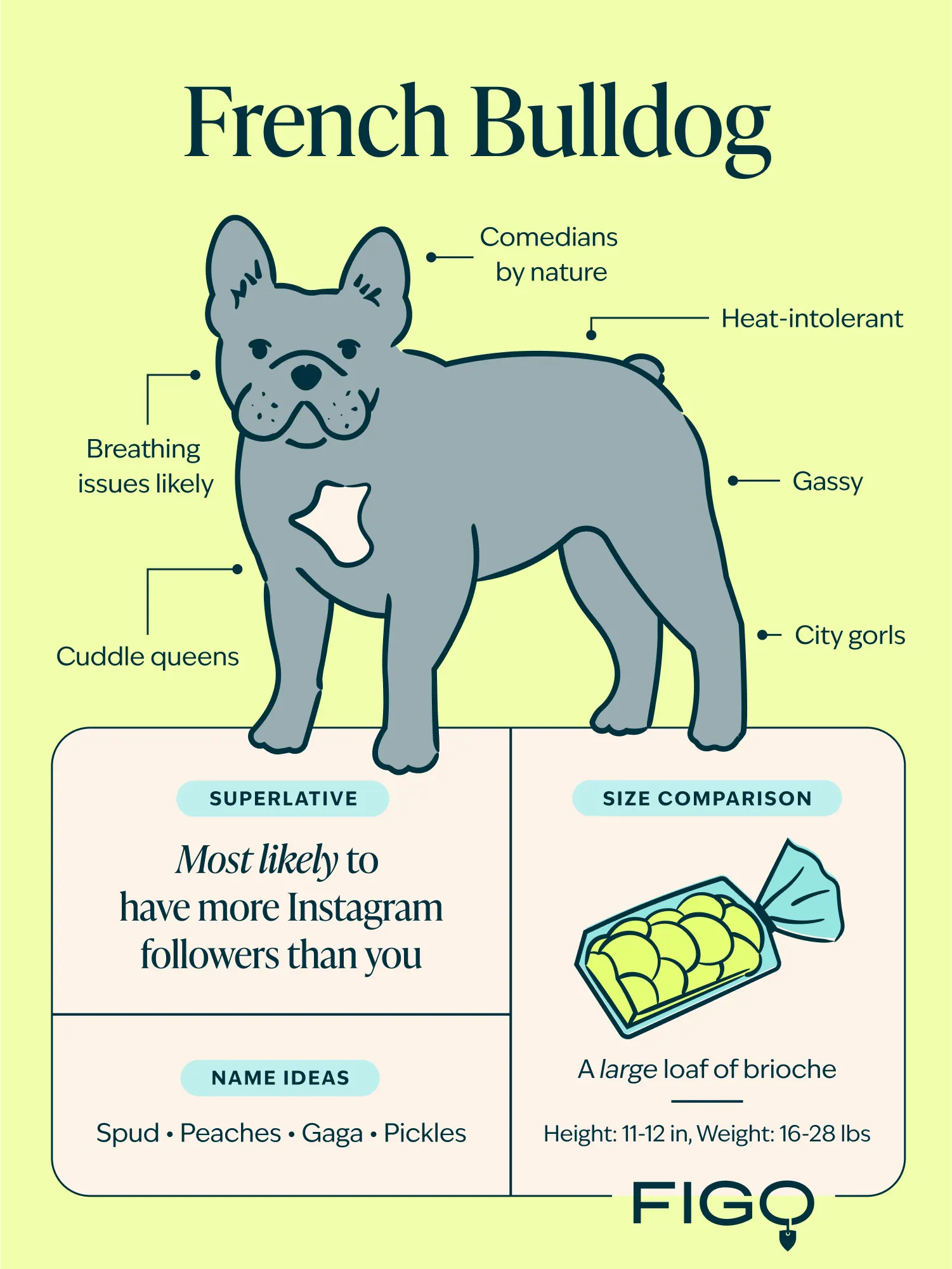 French Bulldog Breed Guide Infographic