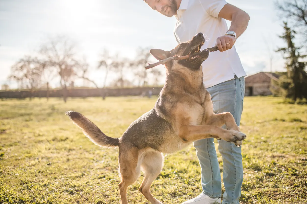 German shepherd playing with stick with owner in yard