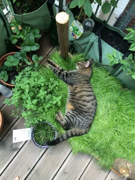 Cat relaxing in indoor garden