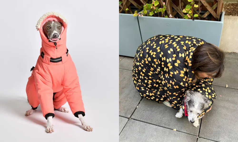 dogs side by side in winter coats