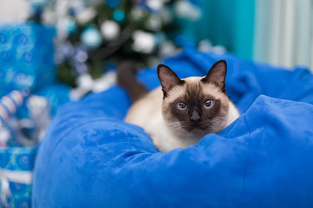 Getting to know the Siamese cat