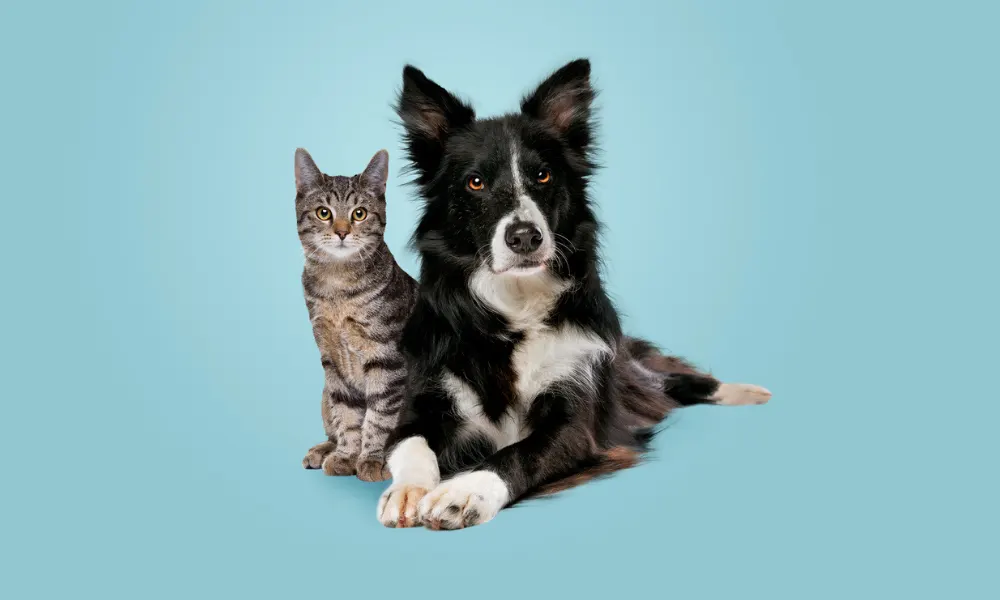 Figo Wins Pet Insurance of the Year