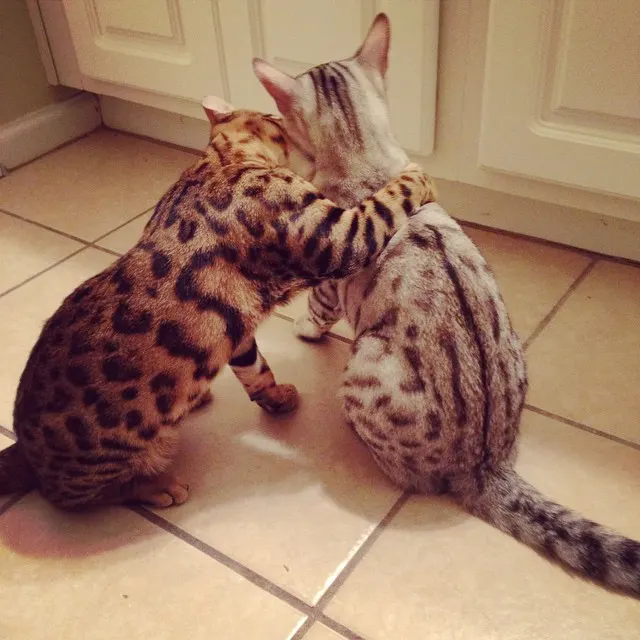 two bengals hugging