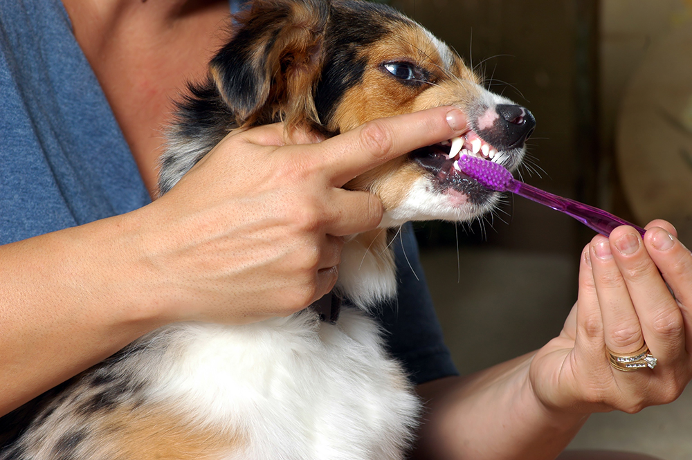 Complete pet dental health is important