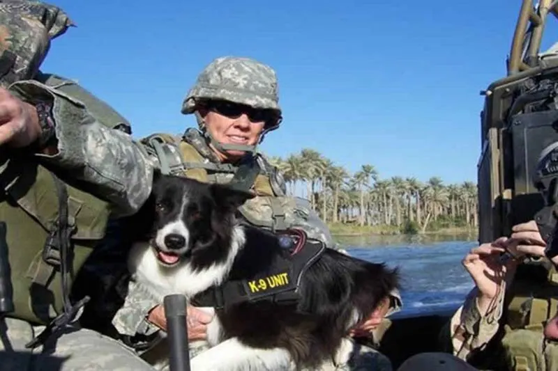 Collie named Sage 9/11 hero dog