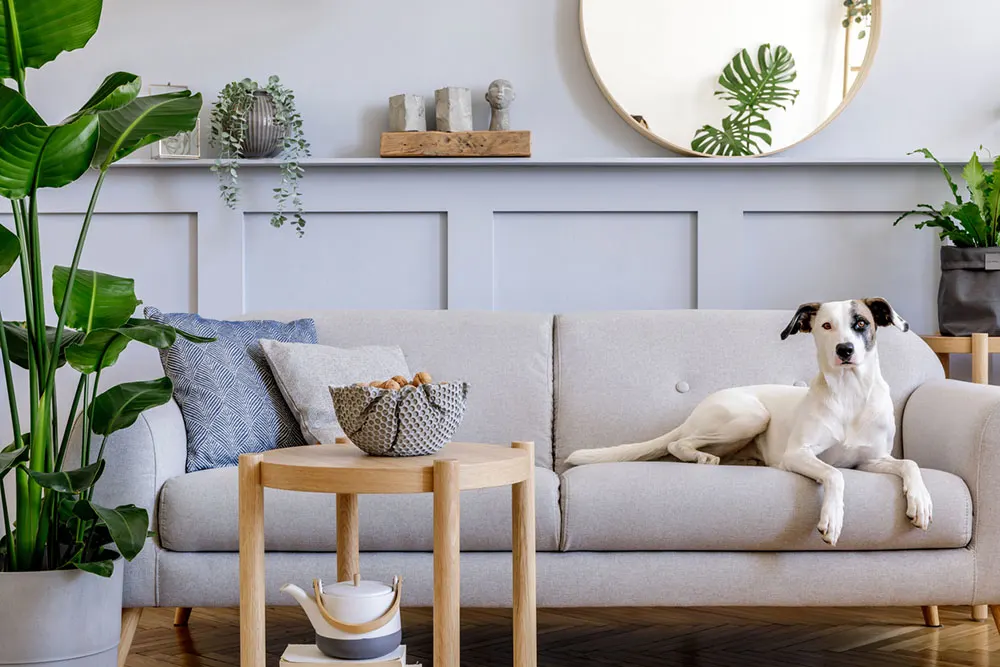 10 Stylish Pet Furniture Brands for the Modern Cat or Dog Parent