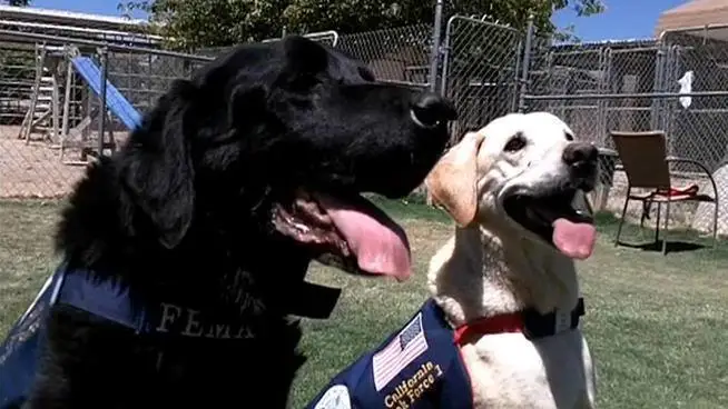 Coby and Guinness search and rescue dogs