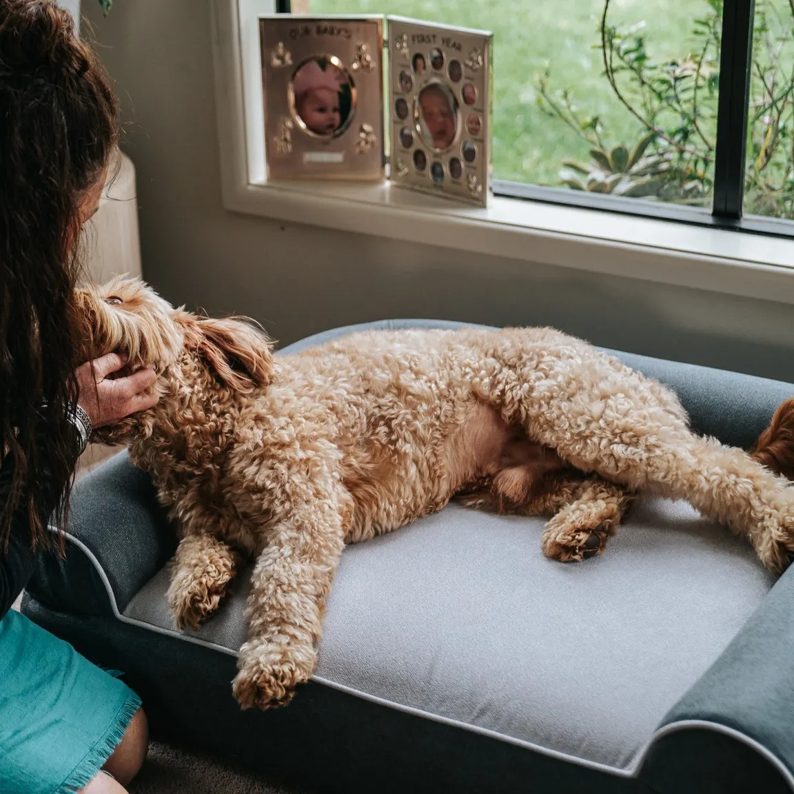 Dog laying on massage bed