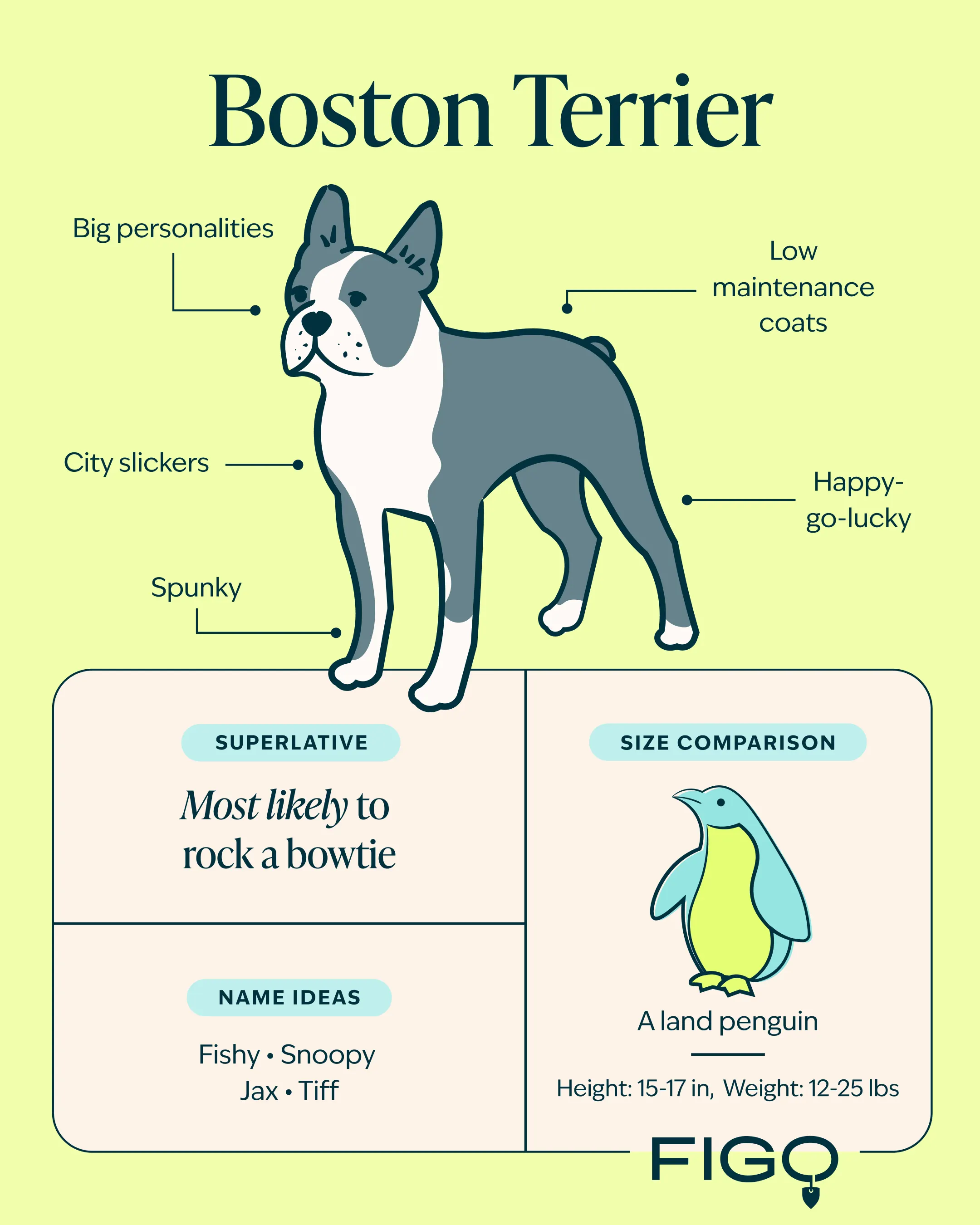 Boston Terrier Breed Guide