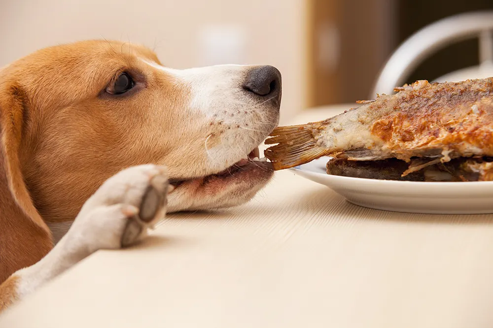 Should Dogs Eat Thanksgiving Leftovers?