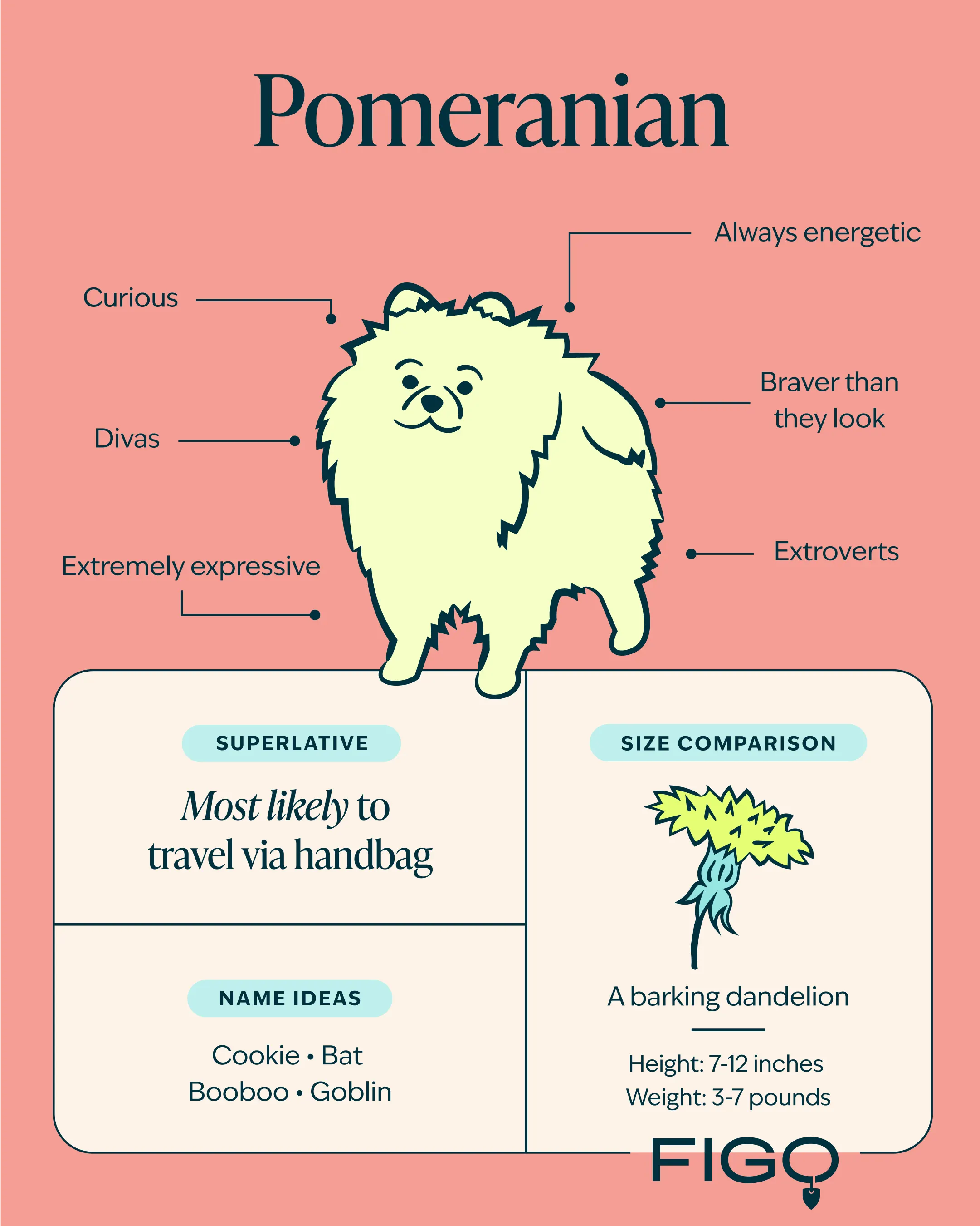 Pomeranian breed guide