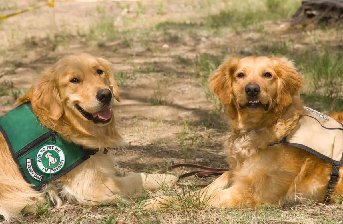 Make someone happy with animal-assisted therapy