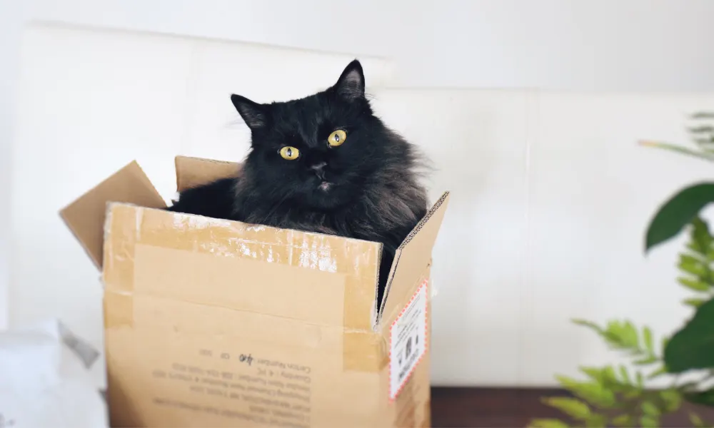 Why Do Cats Like Boxes So Much?