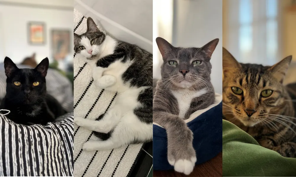 four cats side by side
