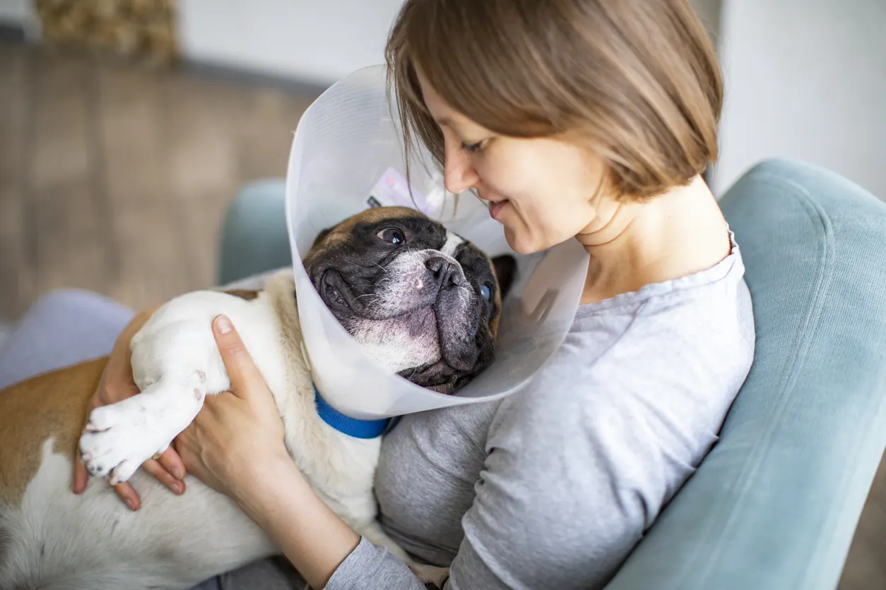 French bulldog in medical cone being held by woman