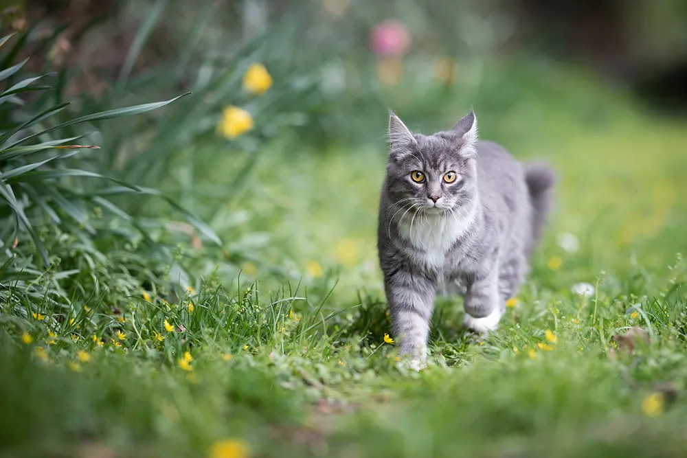How to Prevent Cats from Killing Birds, Mice and other Wildlife