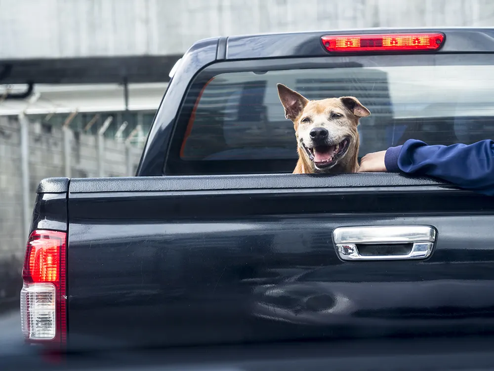 Don’t transport dog in bed of pickup truck