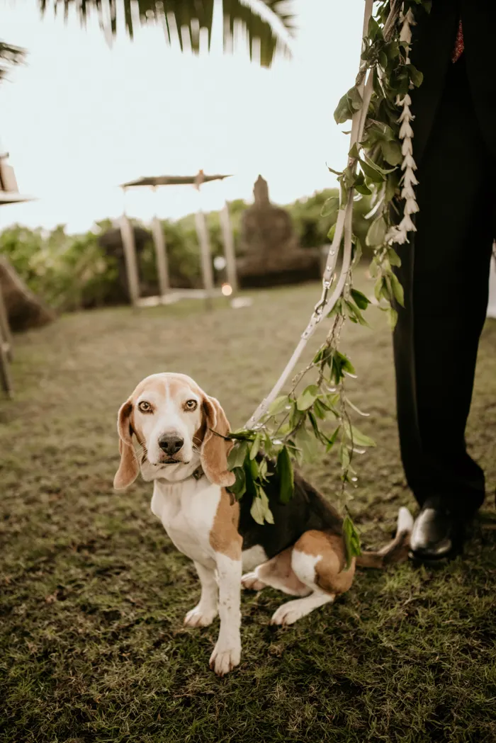 dog on flower leash for wedding