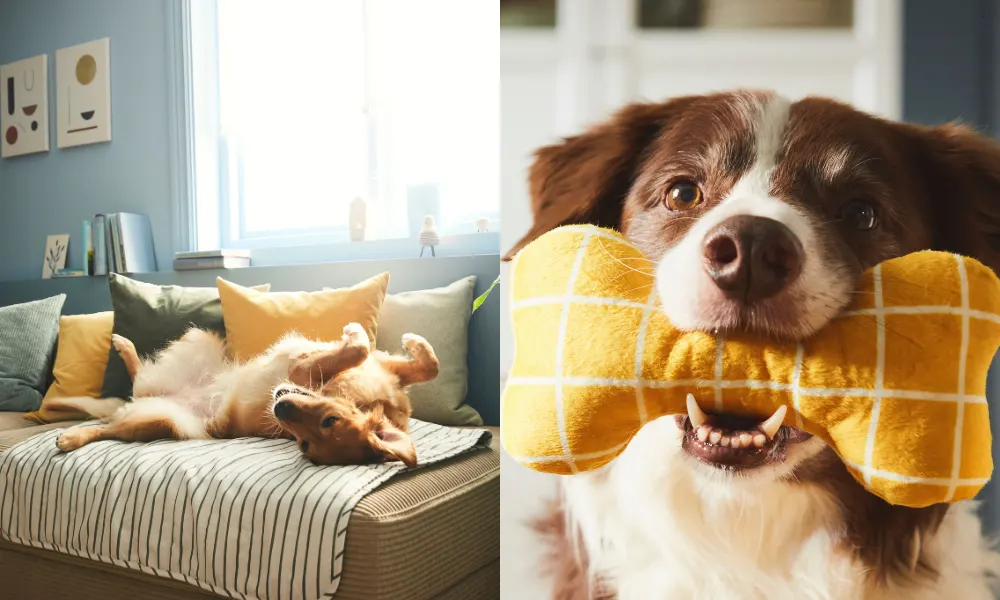 dog laying on his back on comfy blanket and another dog carrying yellow bone plushie in mouth