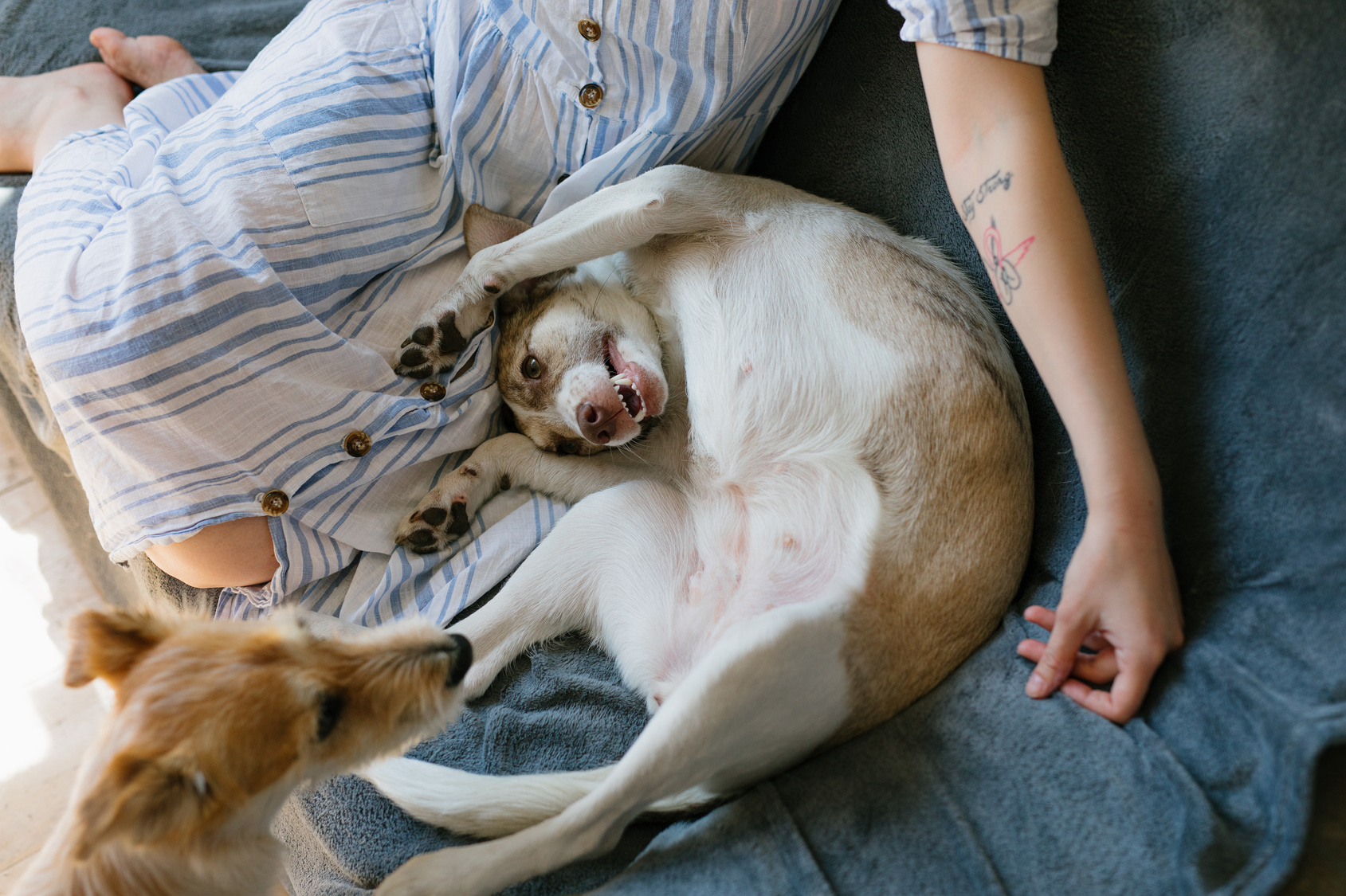 Blissful Multi Pet Households: Tips for Pet Parents