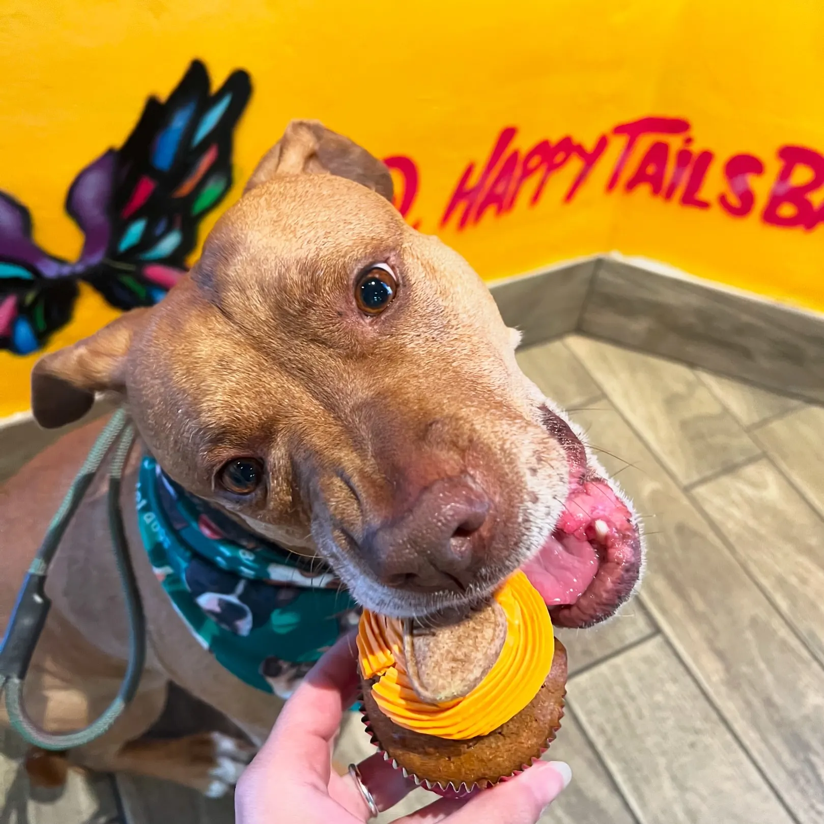 Dog eating dog cupcake