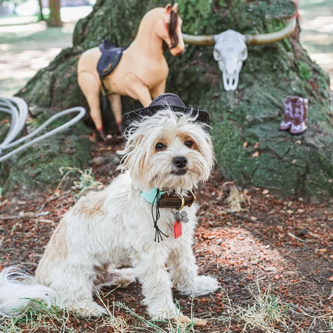 small white dog sitting in front of tree