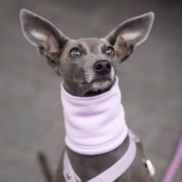 Italian Greyhound wearing neck snood