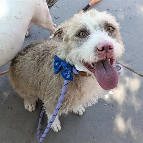 Scruffy dog looks up at camera with tongue out