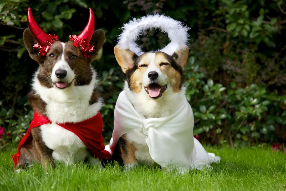 two dogs dressed up as an angel and devil for Halloween