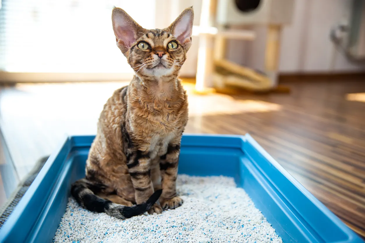 Cat sitting in kitty litter box