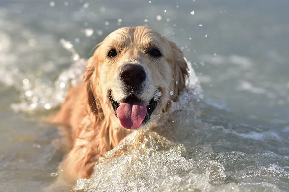 Pets and swimming