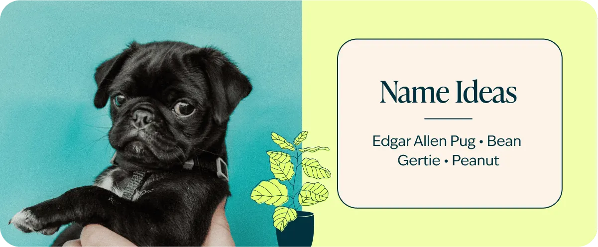 pug breed name ideas