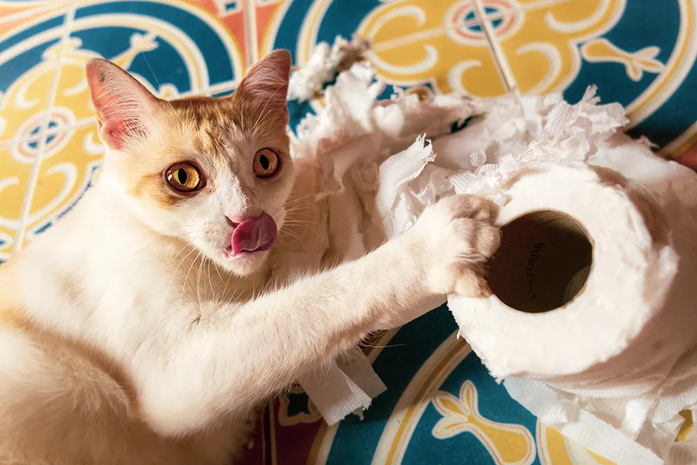 5 crazy things cats do
