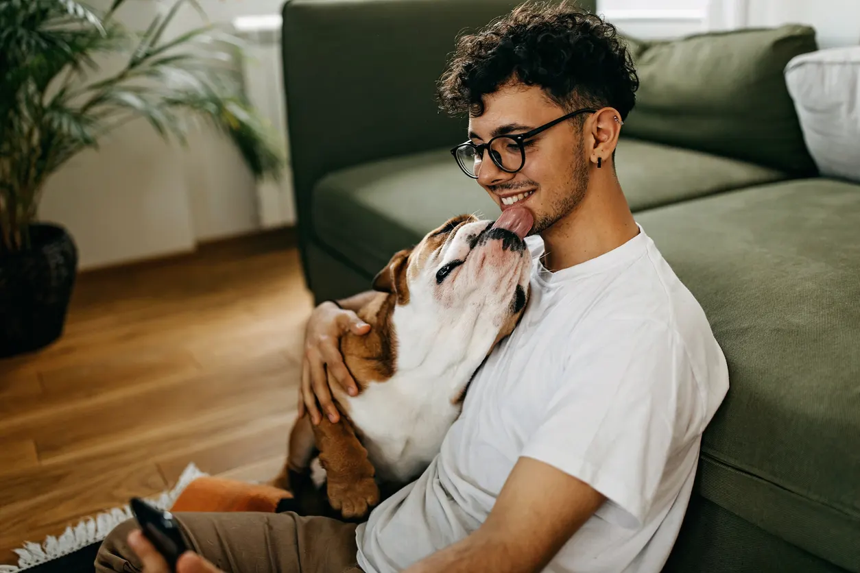 english bulldog sitting with and licking owner